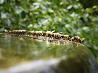 Bees Drinking