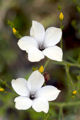 Obraz na płótnie Canvas Białe kwiaty