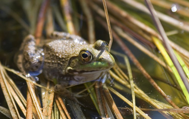 warty
