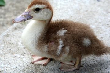 duck