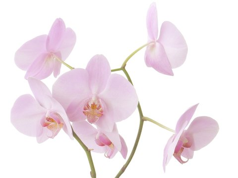 pretty flowers of pink blooming orchid