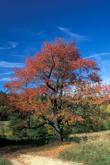 Fototapeta premium Cherry-tree