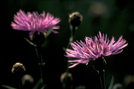 Brown knapweed