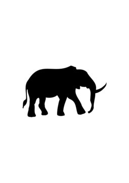 Elefant