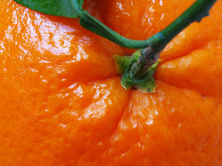 close-up orange