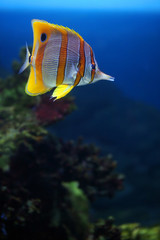 Fototapeta premium Colourful Sixspine butterfly-fish floats in an aquarium