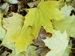 yellow leaves