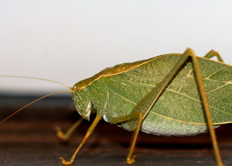 cicada