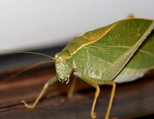 cicada