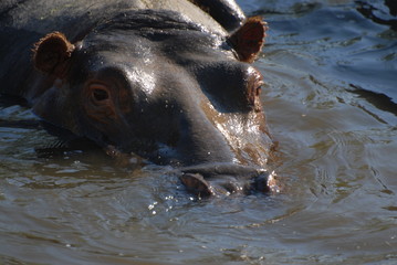 ippopotamo