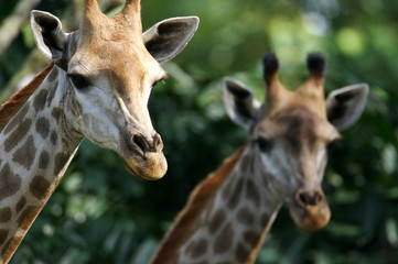 Giraffes