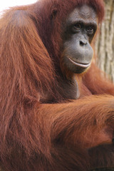 Orangutans