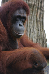 Fototapeta premium Orangutans