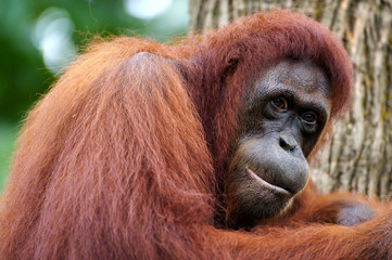 Orangutans