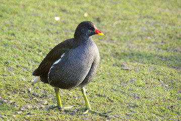 Common moorhen