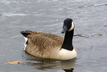 Canada Goose