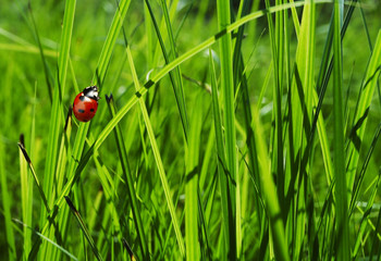 Ladybug in grass