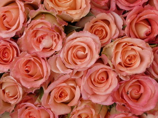 Rosen rosa 4