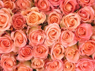 Rosen rosa 3