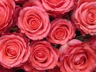 Rosen rosa 2