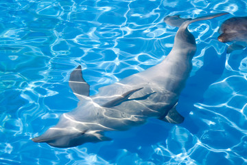 a bottlenose dolphin swimming upside down underwater