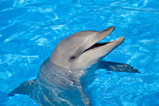 A happy Bottlenose Dolphin laughing and showing the teeth