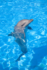 Naklejka premium A happy Bottlenose Dolphin