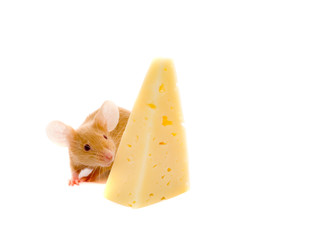 Rat with a slice of cheese.