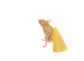 Rat with a slice of cheese.