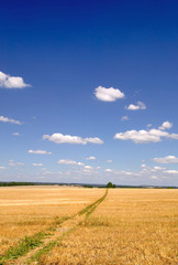 Path into the distance.