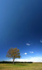 Obraz premium Walnut tree in the field