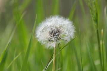 Fototapeta premium Pusteblume