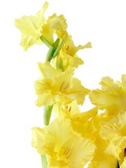 yellow gladiolus flowers