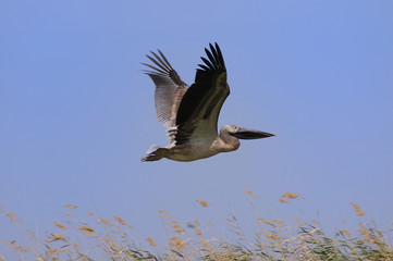 Bird in flight on blue sky background