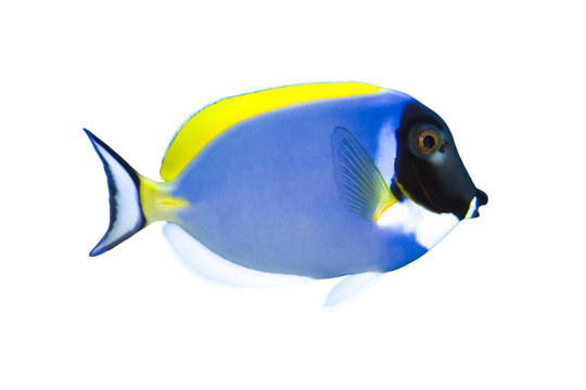 Tropical Fish Acanthurus leucosternon isolated on white