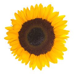 Fototapeta premium Sunflower isolated