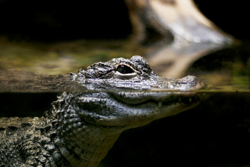 alligator