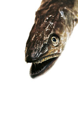 fish head