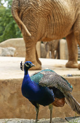 peacock and elephant