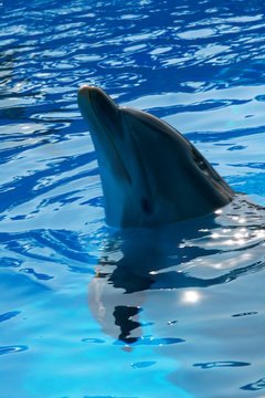 merry dolphin 