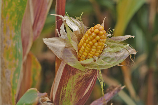 Corncob
