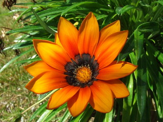 Orange over a green garden