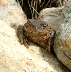 old bufo bufo