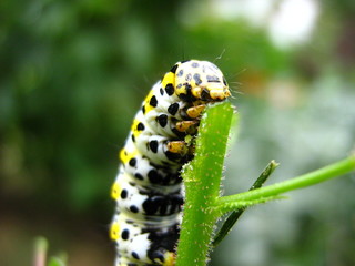 Raupe