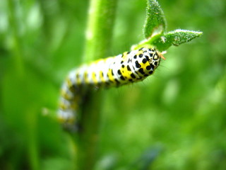 Schmetterlingsraupe