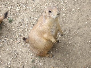 Erdh&ouml;rnchen steht auf Sand