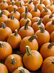 Pumpkins Background