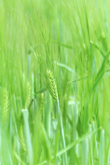 Young wheat