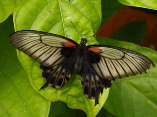 Großer Schmetterling Makro