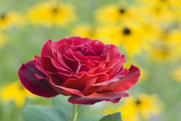 rose in garden